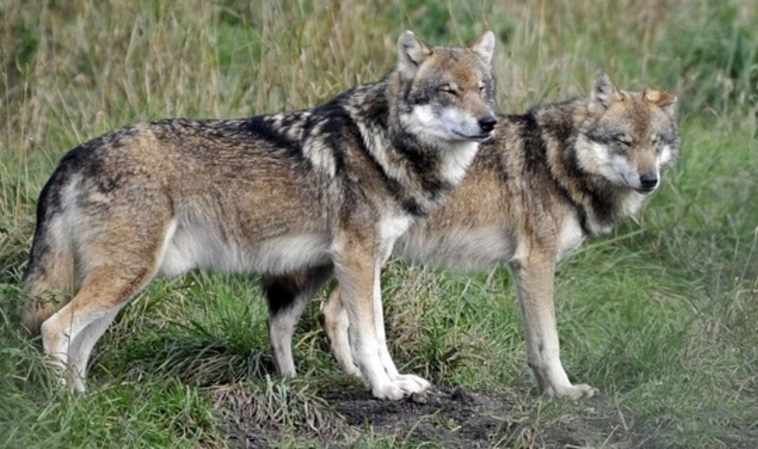 Veneto, un bando per sostenere i cani da guardiania contro i lupi