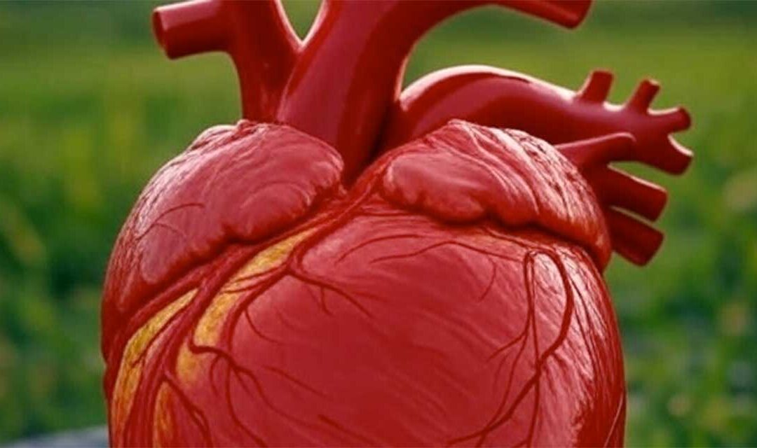 Belluno, incontro “Il cuore nelle donne” per la prevenzione cardiovascolare