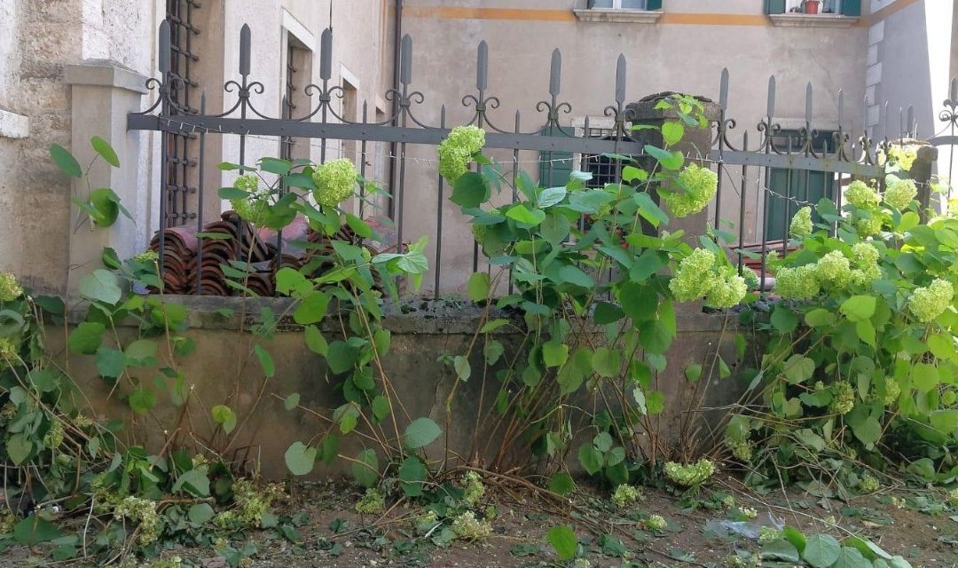 Feltre, vandalismi tra Duomo e canonica: distrutte le ortensie curate dai volontari
