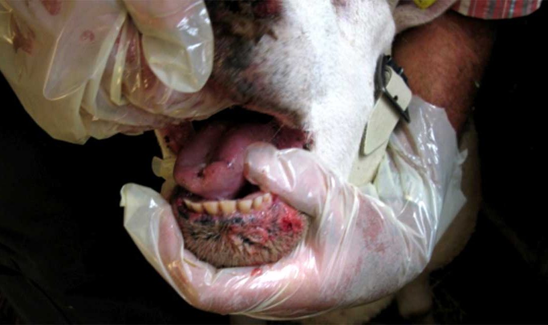 Blue tongue. Ulss 1 Dolomiti: «Vaccinare gli animali» 