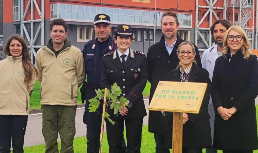 Belluno: piantato un Acero di Monte per il progetto “Un albero per la salute”