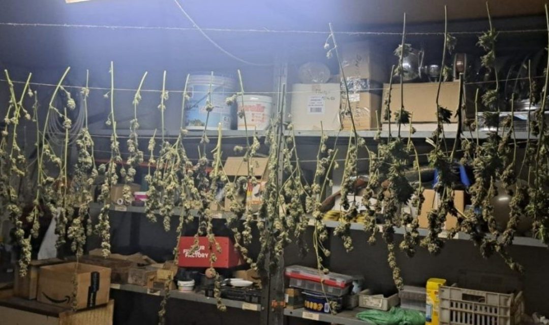 Nuovo arresto per coltivazione e spaccio di marijuana a Fener di Setteville