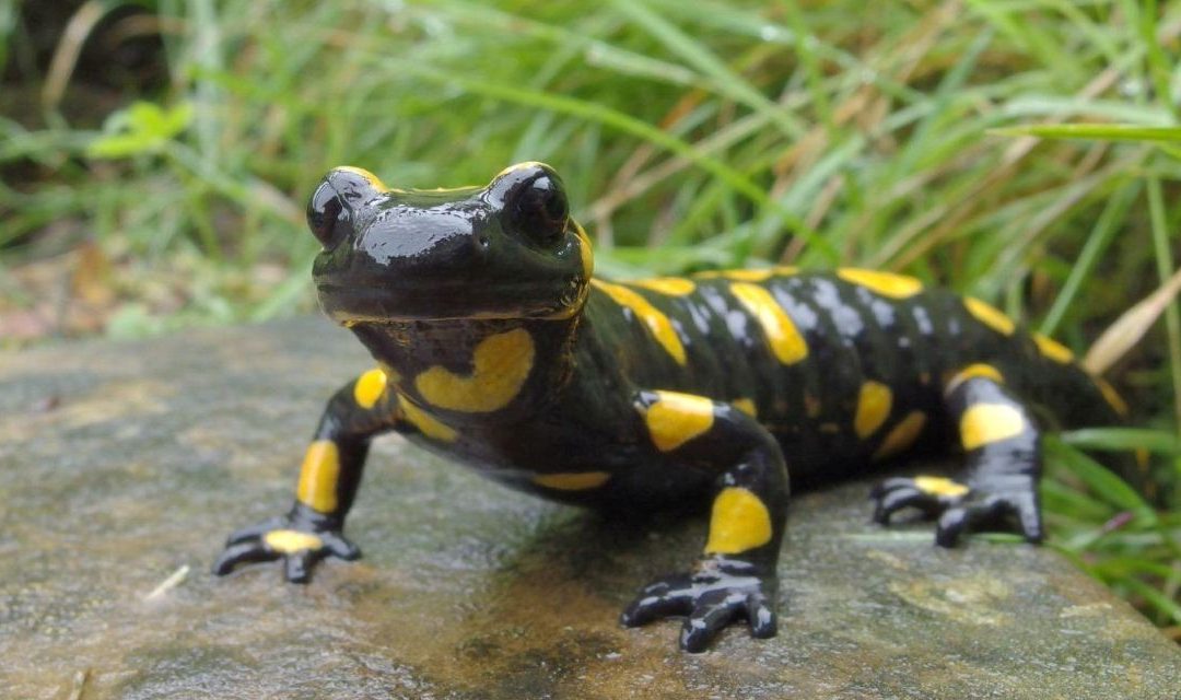 La biodiversità nascosta delle acque dolci italiane in un incontro con il naturalista Marco Colombo