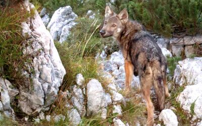 Lupi in montagna: la Regione aumenta i fondi per gli allevatori e avvia i corsi per la gestione della specie