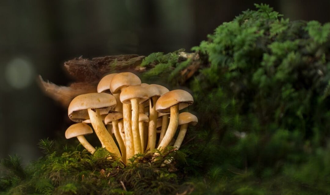Raccolta funghi 2026 nel Bellunese: nuove modalità per il rilascio dei permessi