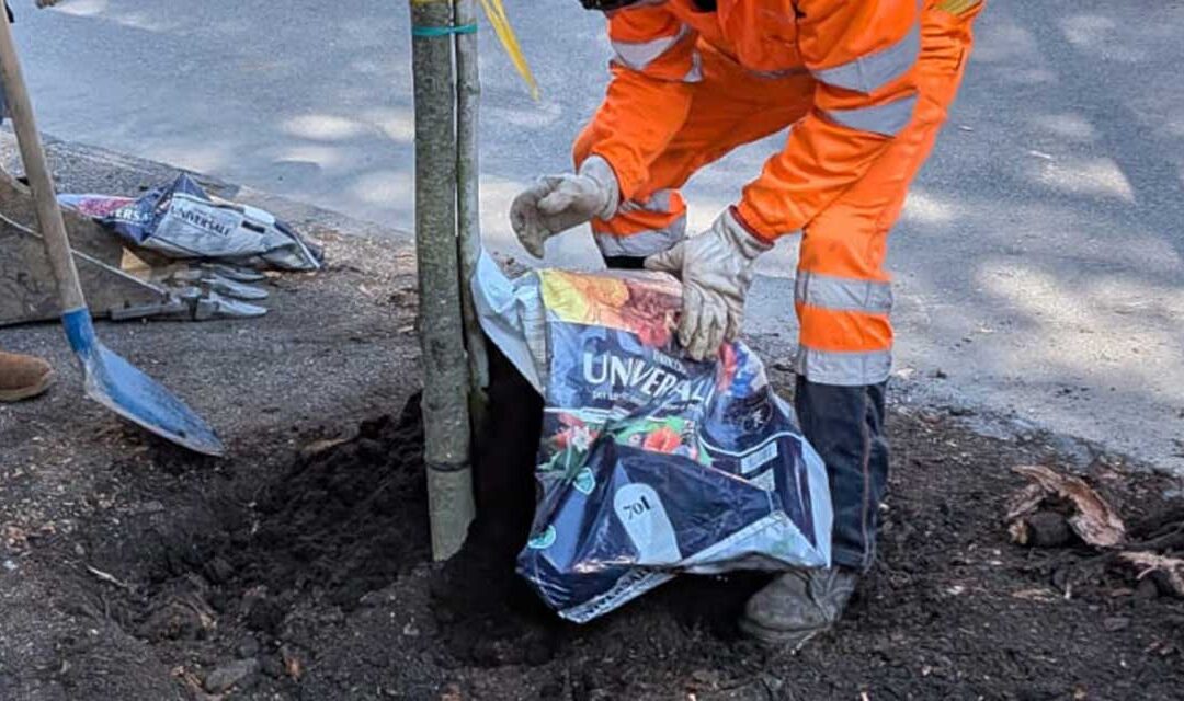 Cura del verde e sostenibilità: Belluno rinnova il patrimonio arboreo del centro storico