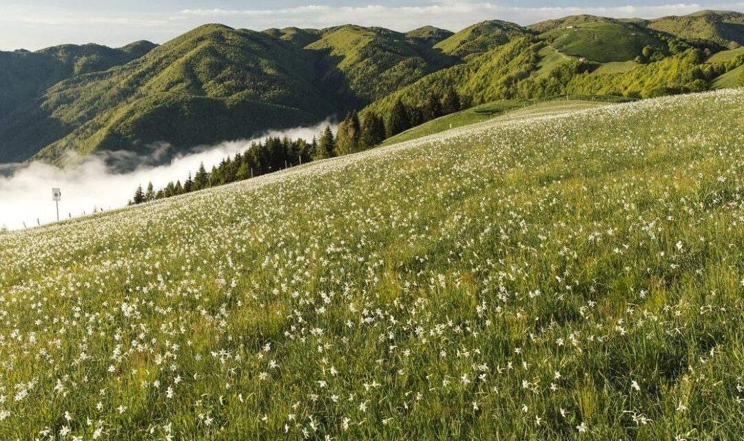 Giornate dei Narcisi a Col d’Artent annullate: fioritura conclusa, appuntamento al prossimo anno