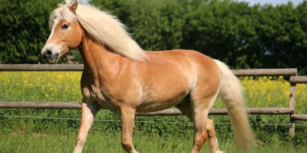 Cavallo