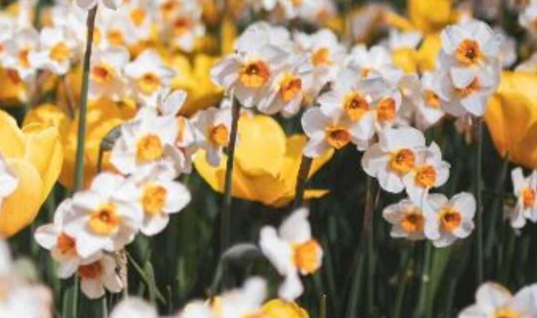 Unifarco e Dolomia rilanciano la tutela dei prati a narciso a Lentiai