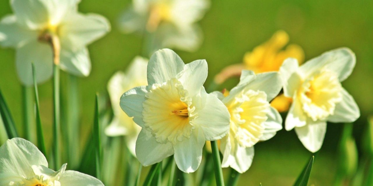 Narciso