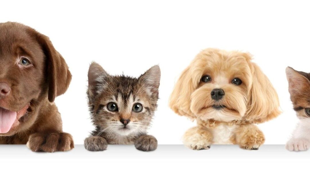 Belluno Photo Festival 2026: il centro storico ospita la fotografia dedicata a cani e gatti