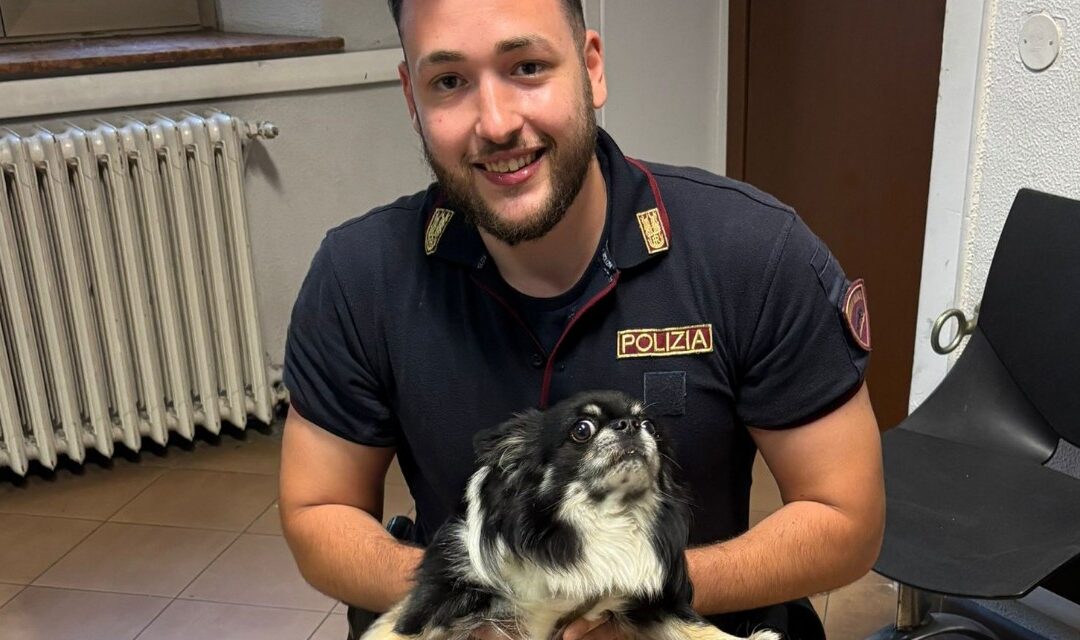 Belluno, chihuahua in strada durante il temporale: la polizia salva Paco e lo riporta al proprietario