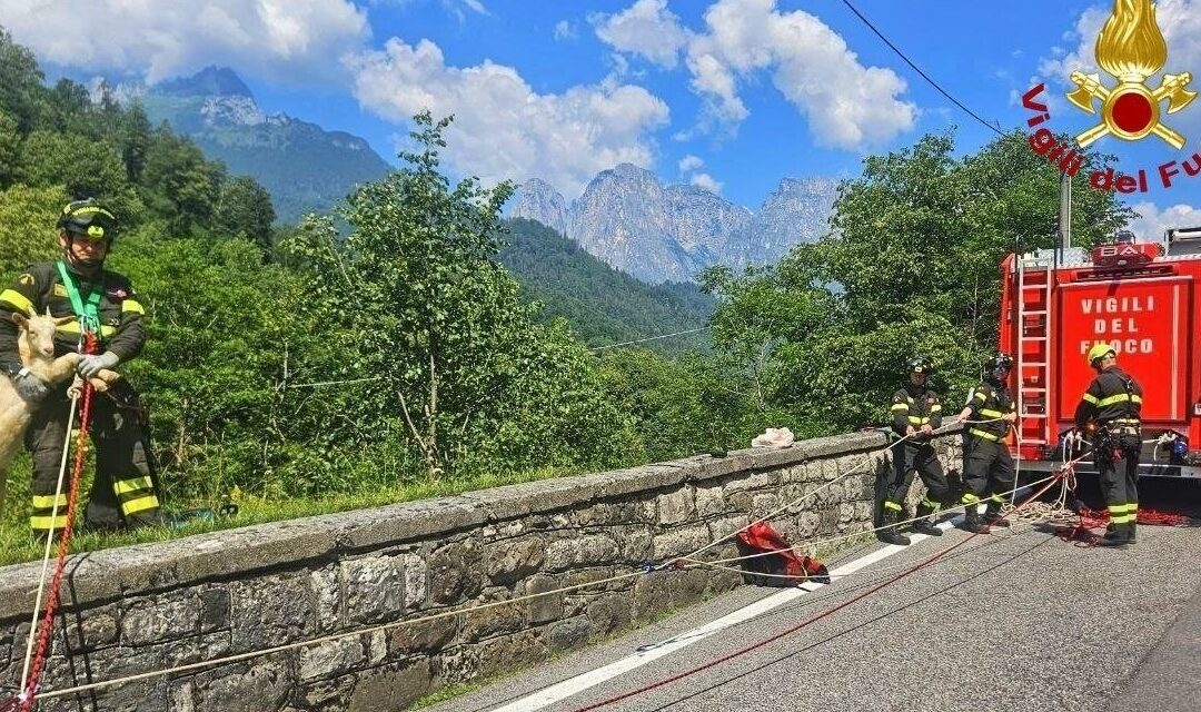 Agordo, cade in un dirupo per dieci metri: salvato un capretto a Ponte Alto