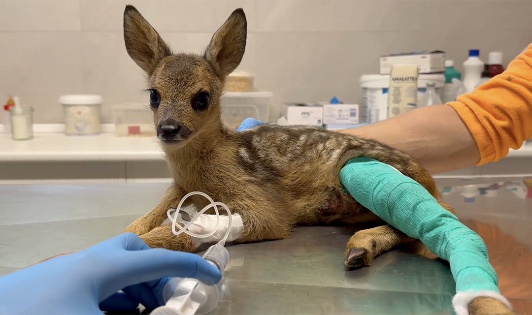 Cucciolo di capriolo ferito dallo sfalcio salvato a Borgo Valbelluna: il recupero al CRAS