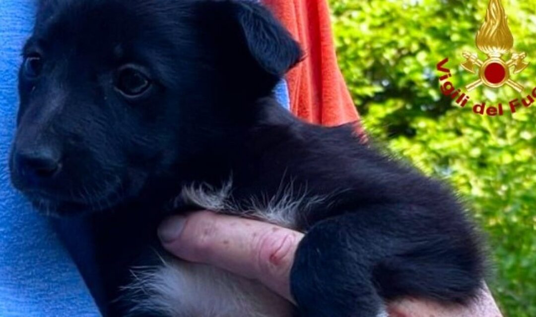 Chies d’Alpago, due cuccioli abbandonati recuperati dai Vigili del Fuoco: uno era intrappolato in un pozzetto – IL VIDEO