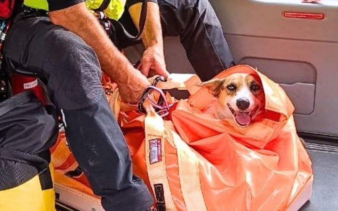 Selva di Cadore, cani dispersi da giorni salvati in elicottero sul Monte Mondeval. Fotogallery