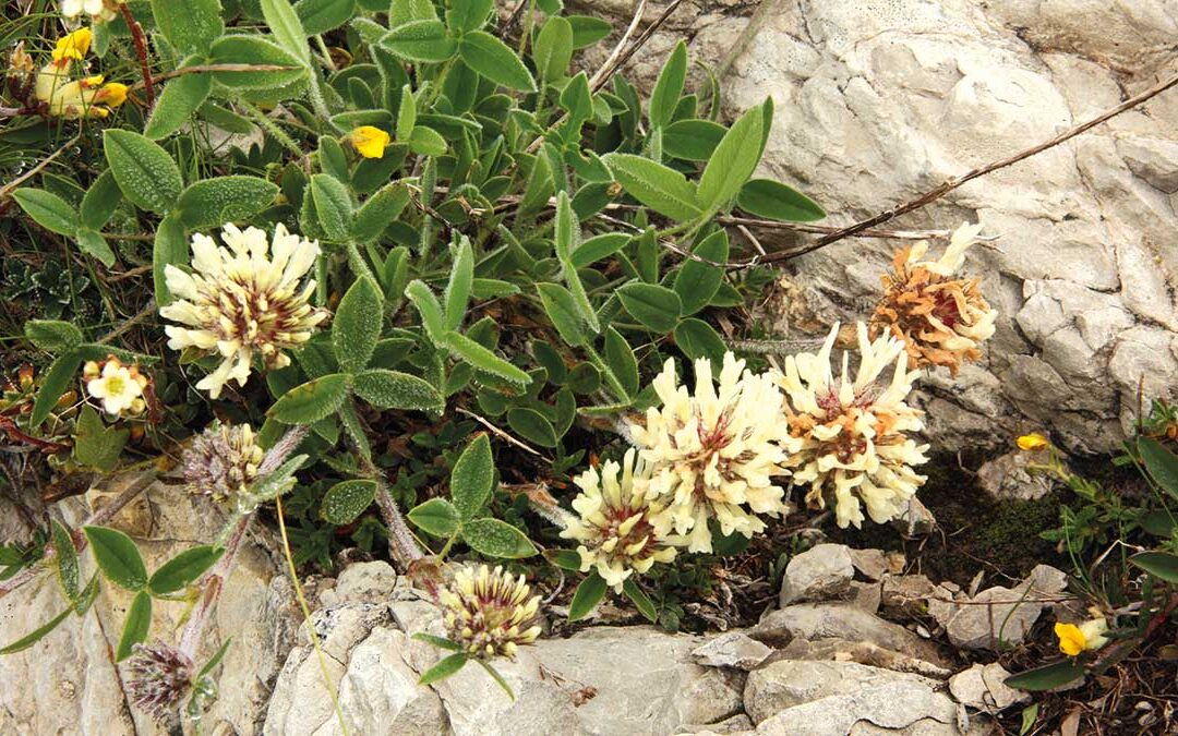 Flora bellunese. Varietà e belliezza