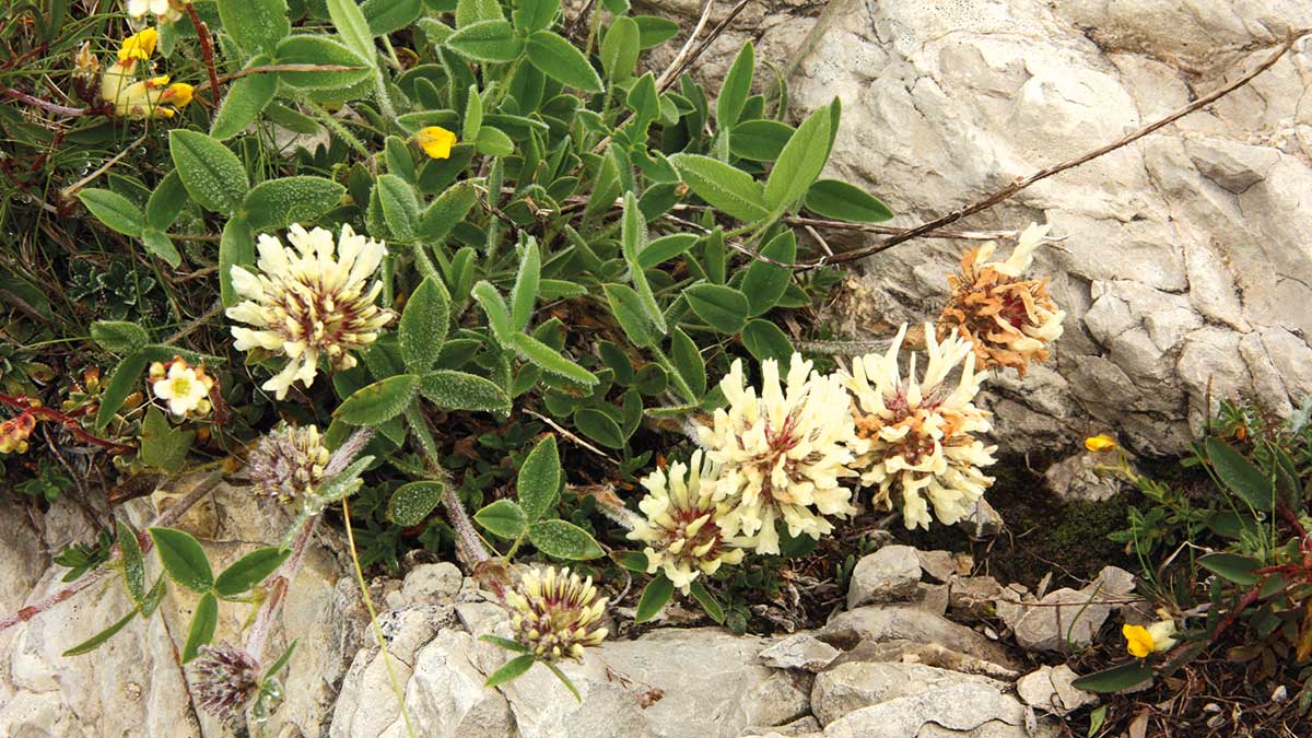flora_bellunese Flora dolomiti