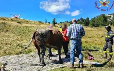 Livinallongo, mucca impantanata da ore salvata con l’elicottero dei Vigili del Fuoco