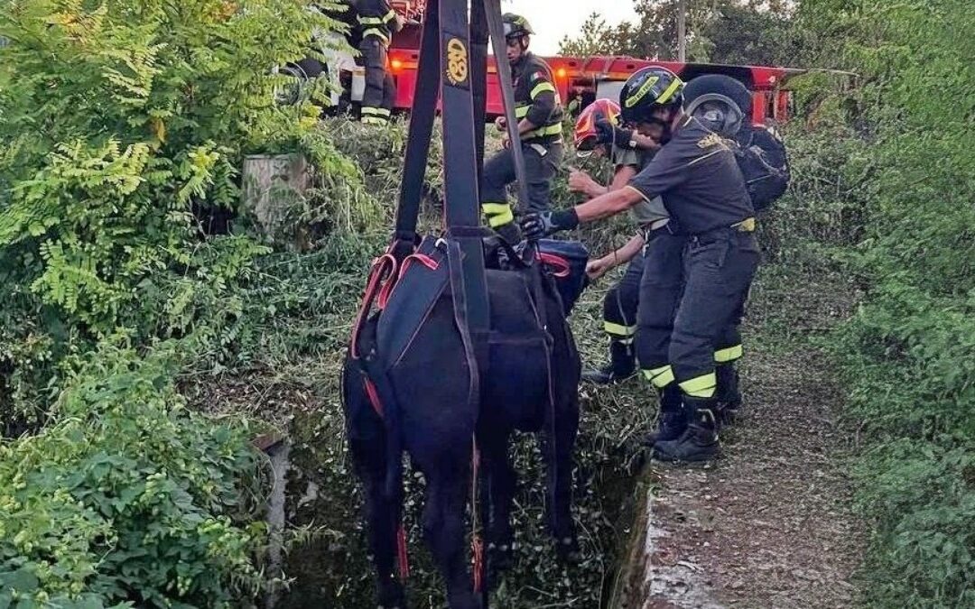 Seren del Grappa, toro cade in una vasca d’acqua: tratto in salvo dai Vigili del Fuoco