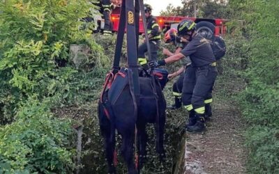 Seren del Grappa, toro cade in una vasca d’acqua: tratto in salvo dai Vigili del Fuoco