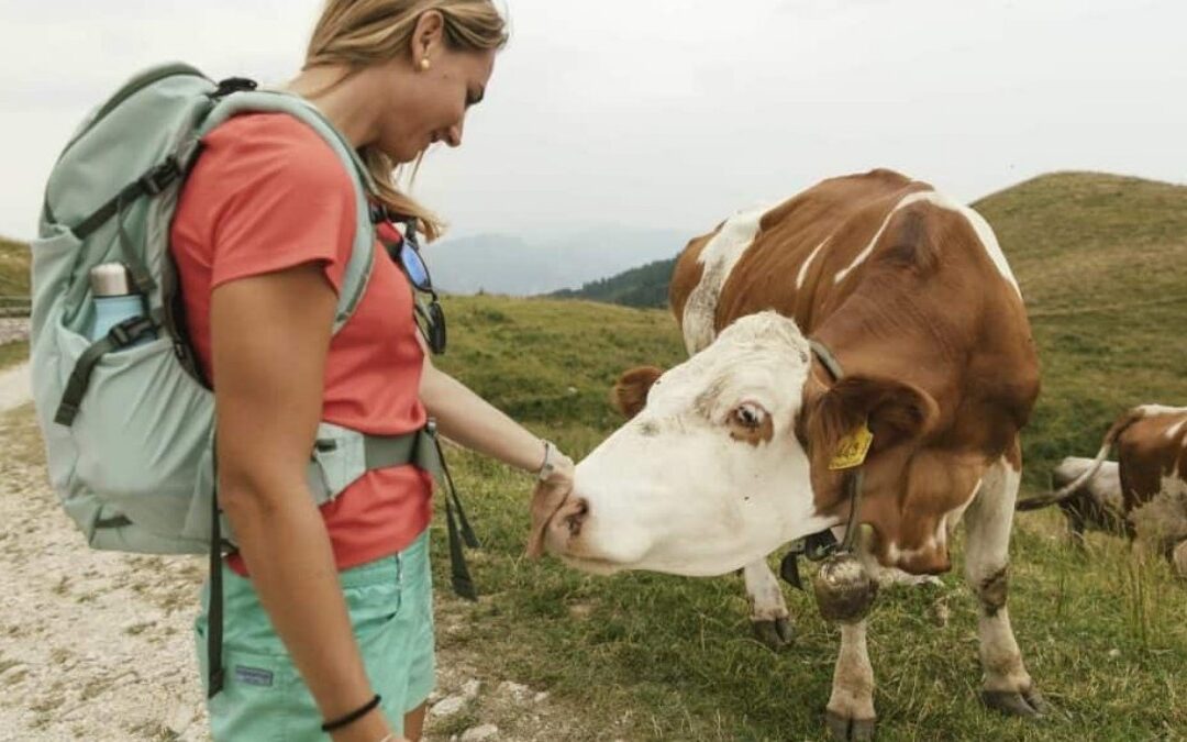 Torna “Malghe tra Miane e Borgo Valbelluna”: un fine settimana tra natura e sapori in quota