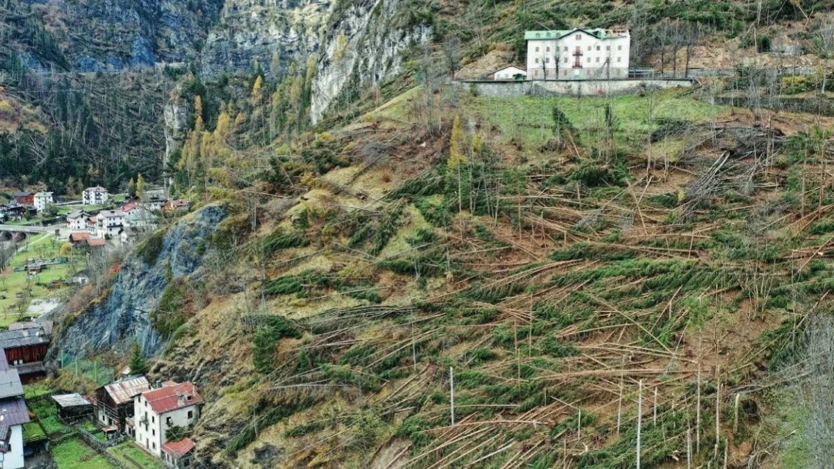 vaia
